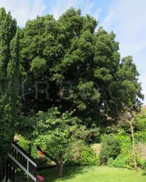 Quercus x hispanica - Habit - Click to enlarge!